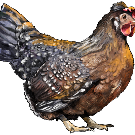 (s098-4-K) Chicken