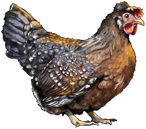 (s098-4-K) Chicken