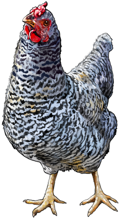(s098-4-M) Chicken