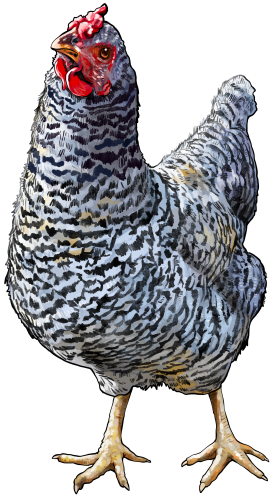(s098-4-M) Chicken