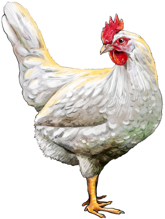 (s098-4-Q) Chicken
