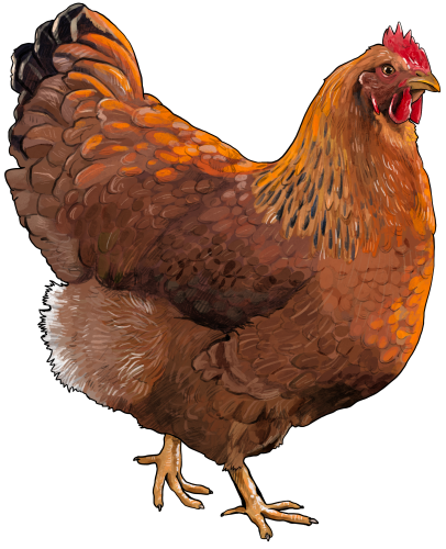 (s098-4-T) Chicken