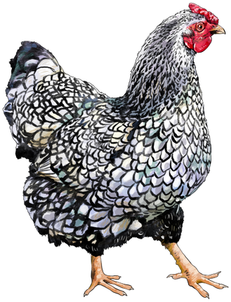 (s098-4-V) Chicken