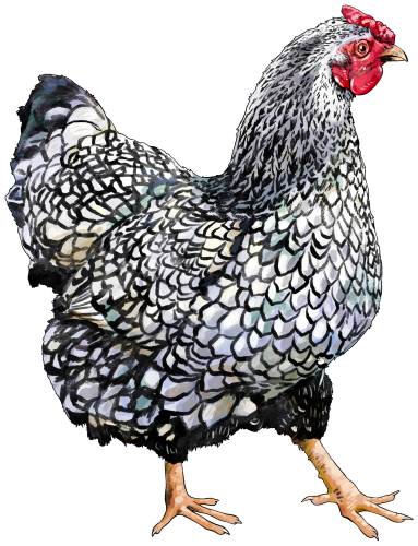 (s098-4-V) Chicken