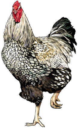 (s098-4-W) Chicken