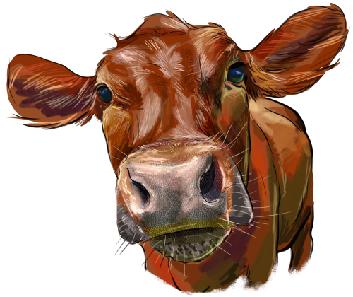 (s098-5-1A) Cow Face