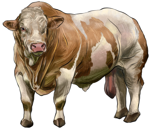 (s098-5-2A) Cow