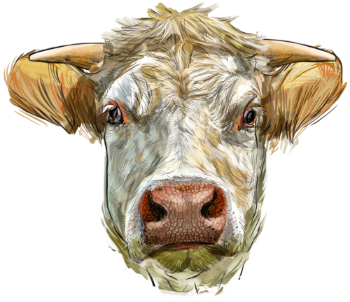 (s098-5-1B) Cow Face