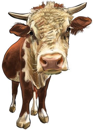 (s098-5-2B) Cow