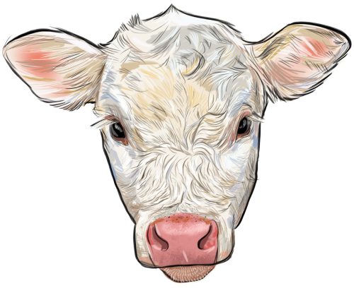 (s098-5-1C) Cow Face