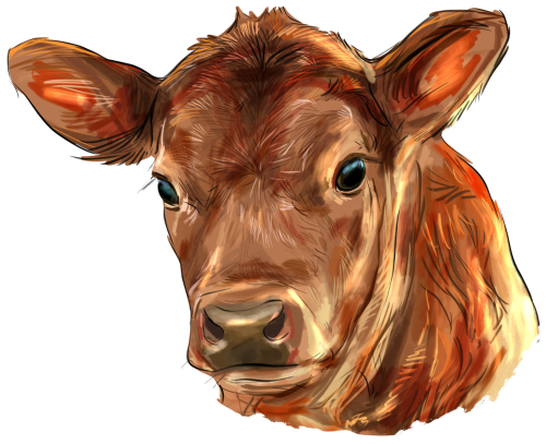 (s098-5-1D) Cow Face