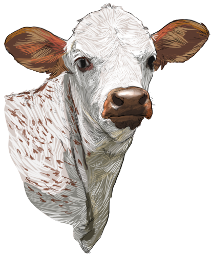 (s098-5-1E) Cow Face