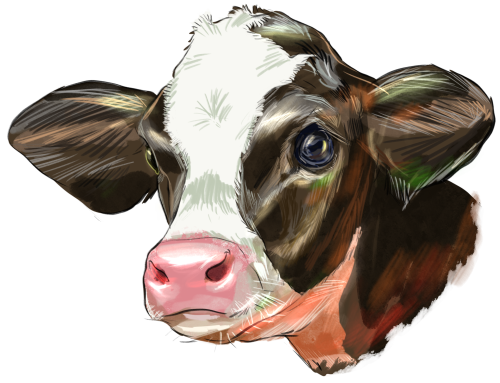 (s098-5-1F) Cow Face