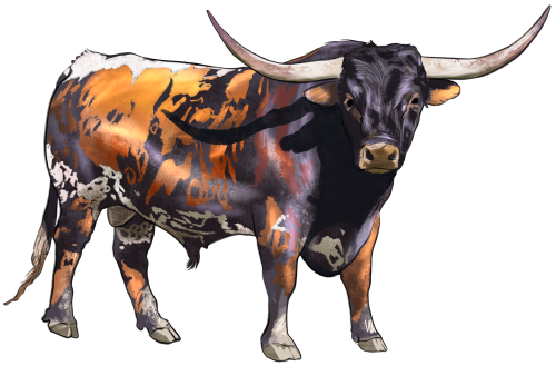 (s098-5-2F) Cow Longhorn