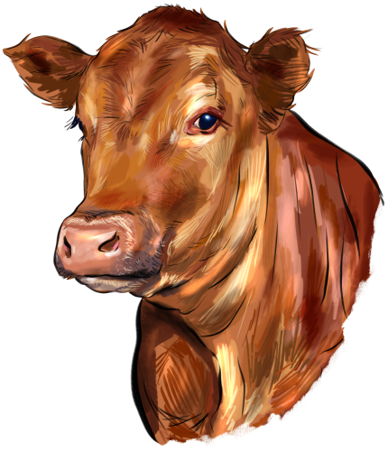 (s098-5-1G) Cow Face