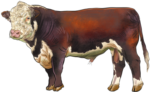 (s098-5-2G) Cow
