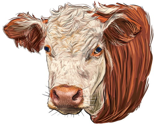 (s098-5-1H) Cow Face