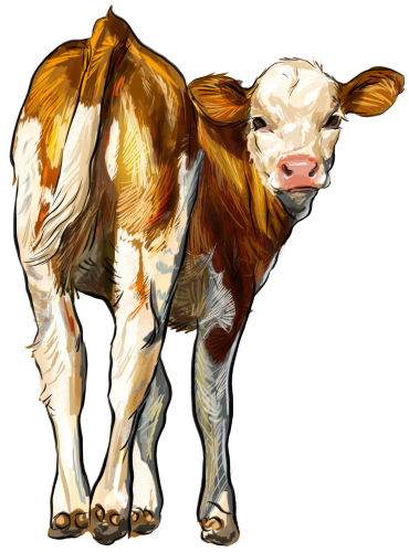 (s098-5-2J) Cow