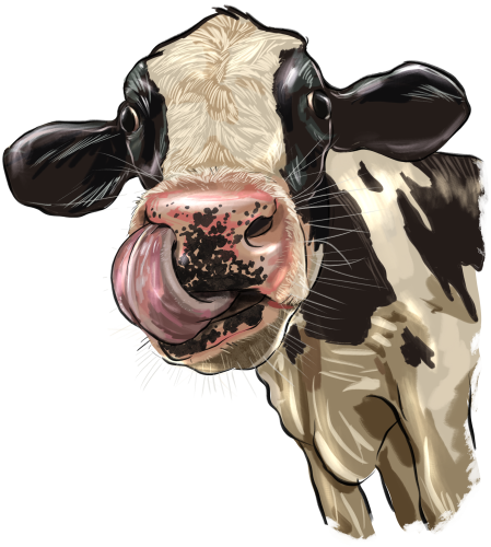 (s098-5-1K) Cow Face