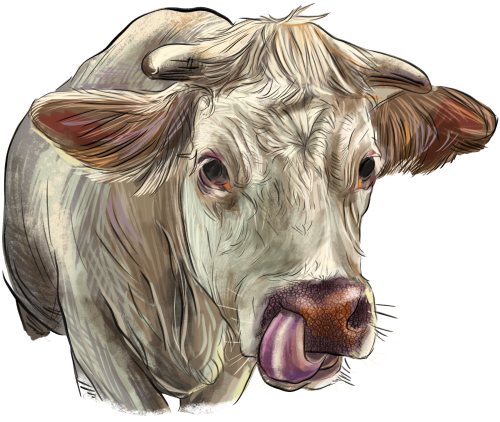(s098-5-1L) Cow Face
