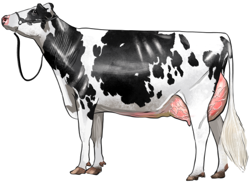 (s098-5-2L) Cow