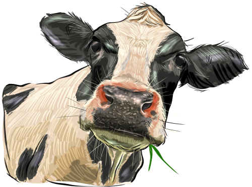 (s098-5-1M) Cow Face