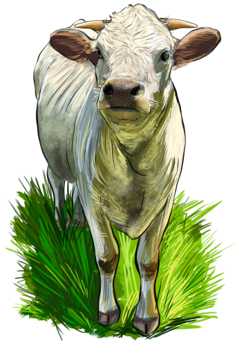 (s098-5-1Q) Cow