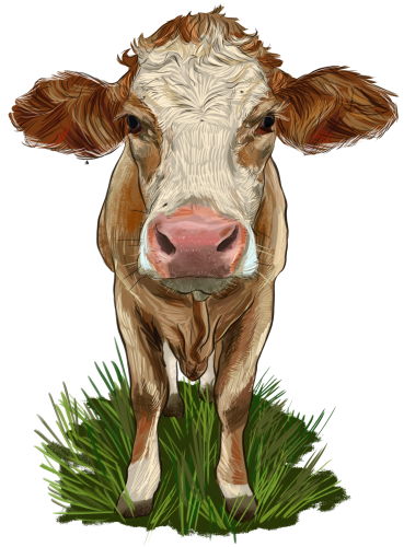 (s098-5-1R) Cow