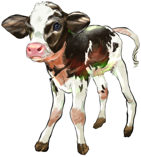 (s098-5-1S) Cow Calf