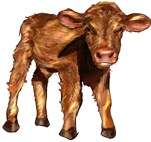(s098-5-1T) Cow Calf