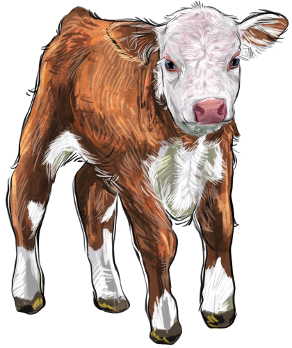 (s098-5-1U) Cow Calf