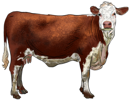 (s098-5-1V) Cow