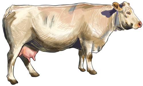 (s098-5-1W) Cow