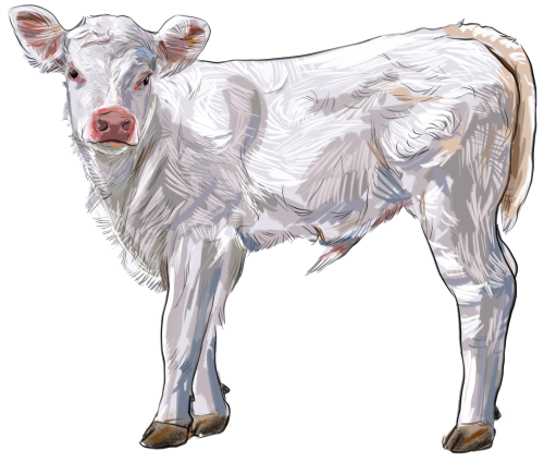 (s098-5-1X) Cow