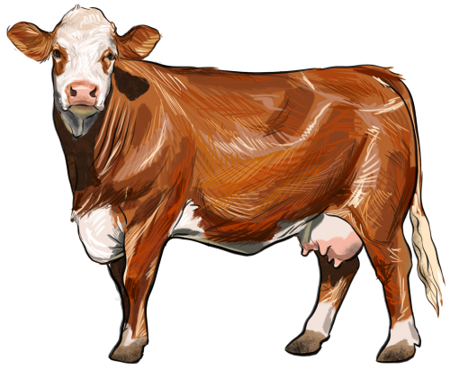(s098-5-1Y) Cow