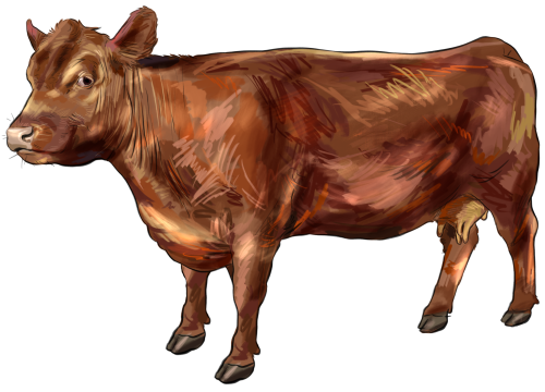(s098-5-1Z) Cow