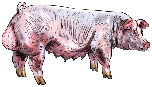 (s098-6-A) Pig