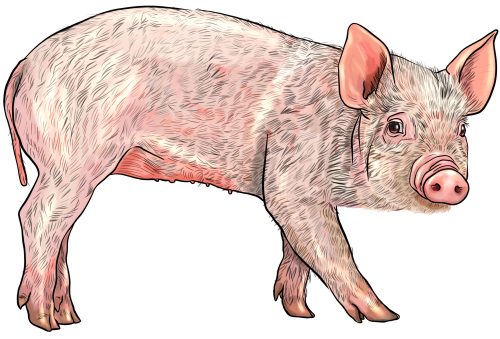 (s098-6-B) Pig
