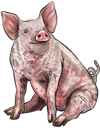 (s098-6-C) Pig