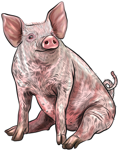 (s098-6-C) Pig