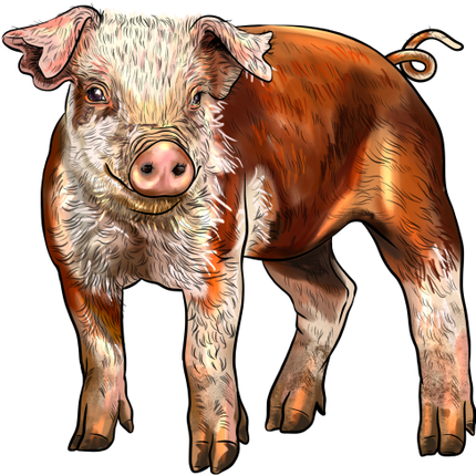 (s098-6-D) Pig