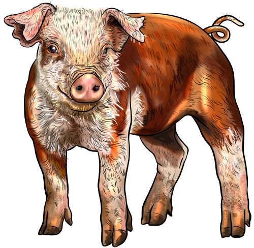 (s098-6-D) Pig
