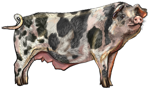 (s098-6-F) Pig