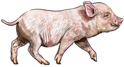 (s098-6-H) Pig