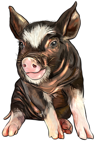 (s098-6-I) Pig