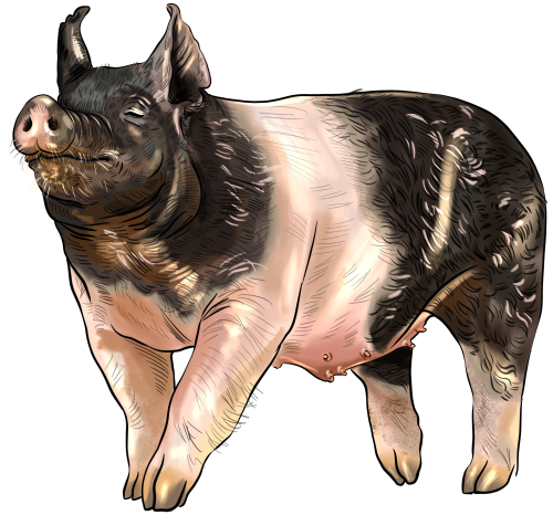 (s098-6-K) Pig