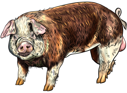 (s098-6-L) Pig