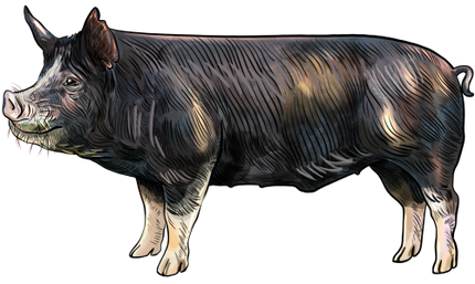 (s098-6-M) Pig
