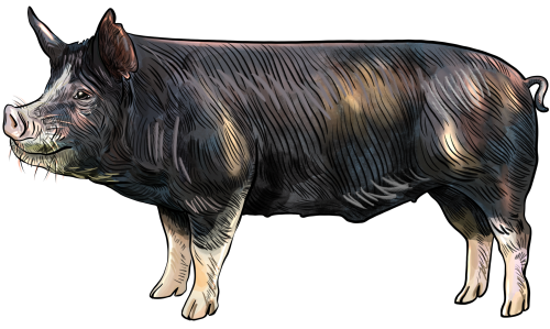(s098-6-M) Pig