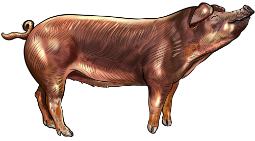 (s098-6-N) Pig